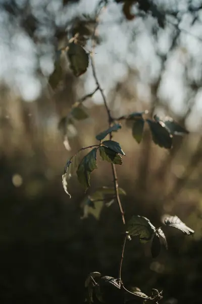 Gorgeous Selective Focus Shot Twig Dark Green Leaves Meadow Golden — Stock Photo, Image