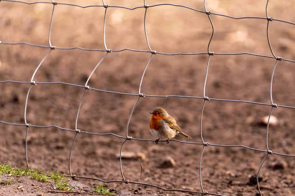 Primer Plano Pájaro Robin Europeo Valla —  Fotos de Stock