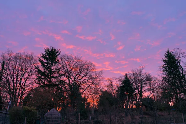 Великолепный Вид Фиолетовое Небо Ярко Розовыми Облаками Парке Деревьями — стоковое фото