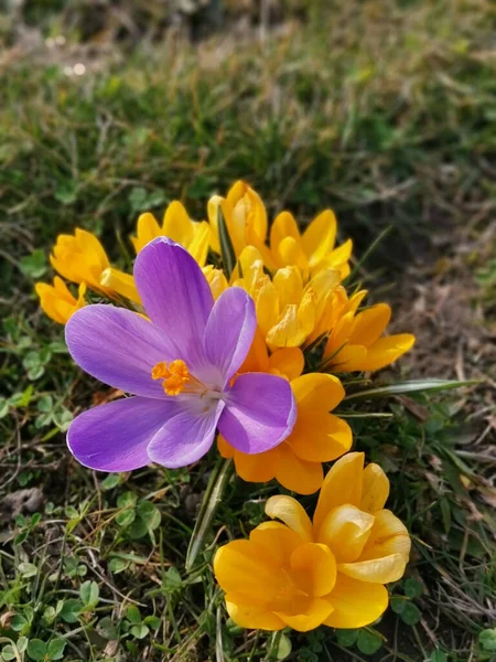 Angle Élevé Fleurs Crocus Fleurs Sur Sol — Photo