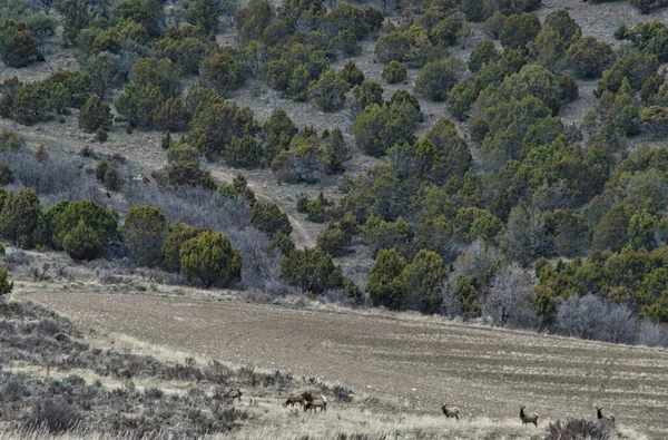 Uma Manada Veados Pastando Uma Floresta Deserta — Fotografia de Stock