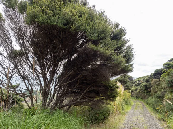 View Manuka Tree Rural Gravel Road — Stock Photo, Image