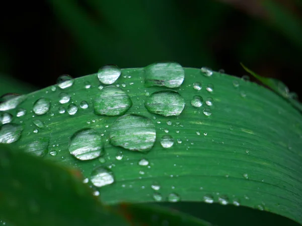 Tiro Close Uma Folha Verde Com Gotas Chuva Fundo Borrado — Fotografia de Stock