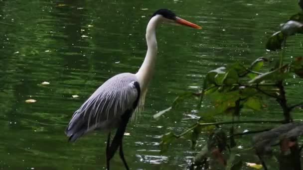 Vue Panoramique Bel Oiseau Nature — Video