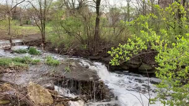 Stream Water Flowing Forest — Stock Video