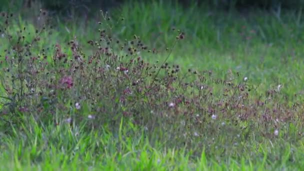 Groen Gras Natuur — Stockvideo