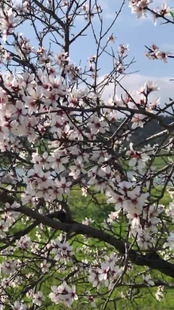 Hermosas Flores Flor Floral — Vídeos de Stock