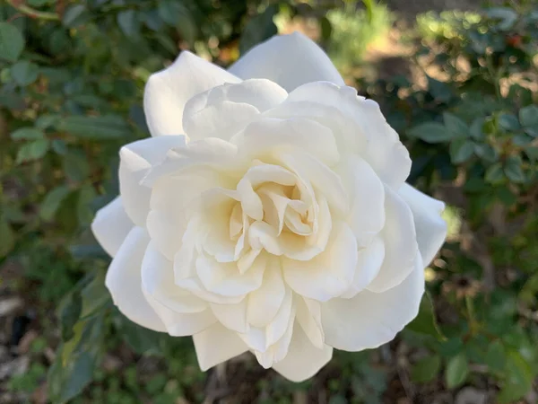 Primer Plano Una Rosa Blanca — Foto de Stock