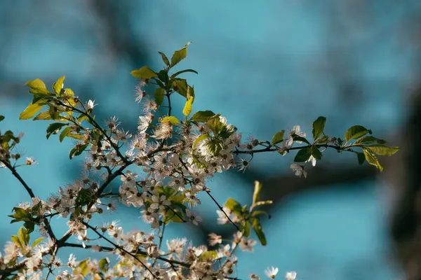 Zbliżenie Ujęcia Kwitnącego Drzewa Błękitnym Niebem — Zdjęcie stockowe