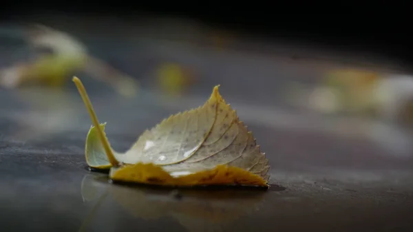 Foyer Sélectif Une Feuille Automne Sur Sol — Photo