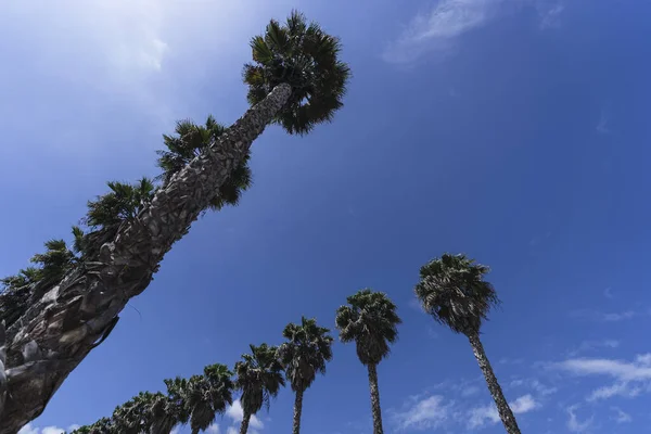 Plano Bajo Palmeras Bajo Cielo Azul — Foto de Stock