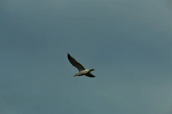 Ângulo Baixo Uma Gaivota Voando Sob Azul Claro — Fotografia de Stock