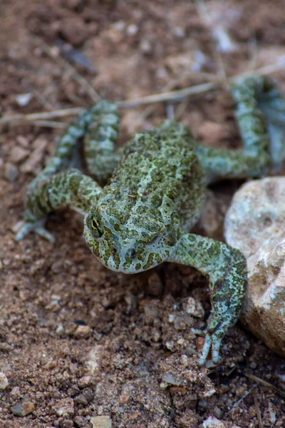Balearic Green Toad Lurking Ground — Stock Photo, Image