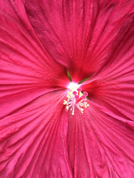 Вертикальний Знімок Червоного Гібіскуса Саду Денне Світло — стокове фото