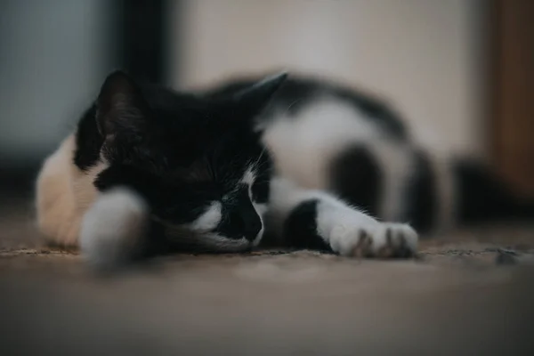 Eine Selektive Fokusaufnahme Einer Niedlichen Schwarz Weiß Gefleckten Katze Die — Stockfoto