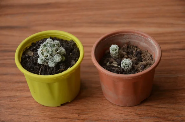 Plan Angle Élevé Deux Pots Petites Plantes Cactus Sur Sol — Photo