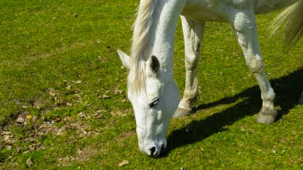 野生の白い馬の美しいクローズアップ アスコリPiceno イタリアでいくつかの緑の草を食べる — ストック写真