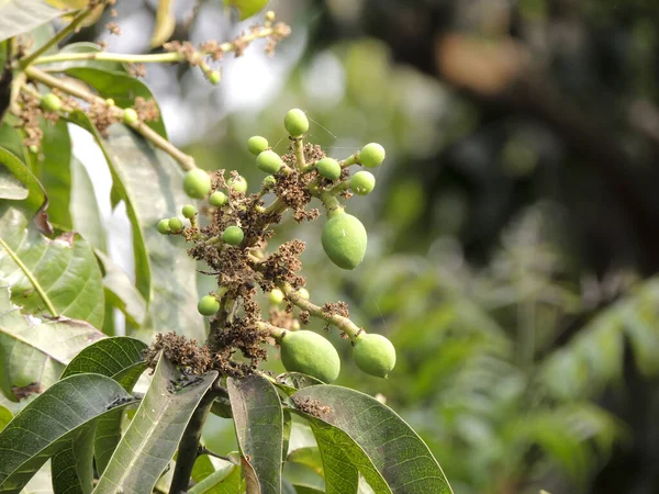 Closeup Shot Immature Green Mango Fruits Blurred Background — Stock Photo, Image