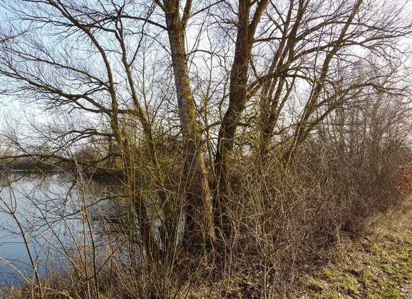 Les Arbres Secs Sur Baie Lac — Photo