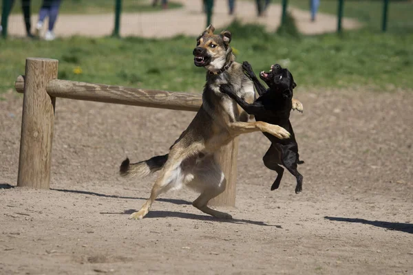 Боевые Собаки Парке Собак Давид Голиаф — стоковое фото