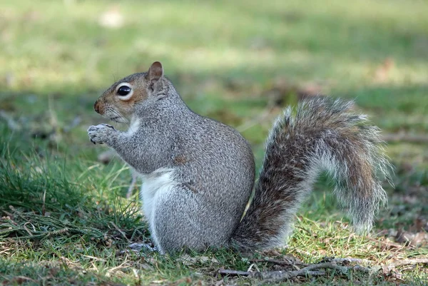 Nahaufnahme Eines Kleinen Eichhörnchens Auf Einem Feld — Stockfoto