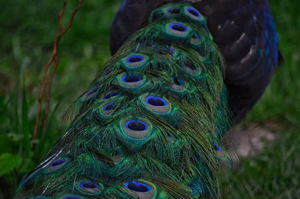 Beautiful Peacock Tail Feathers Green Grass — Stock Photo, Image