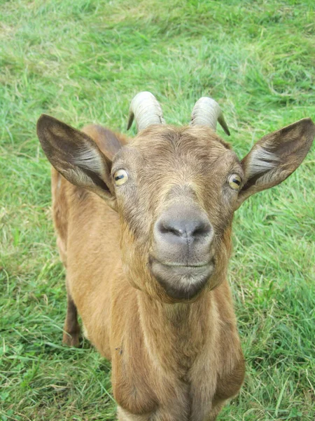 Eine Braune Ziege Blickt Neugierig Die Kamera — Stockfoto