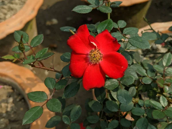 Zbliżenie Pięknego Czerwonego Kwiatu Róży Dorastającego Garnku Ogrodzie — Zdjęcie stockowe