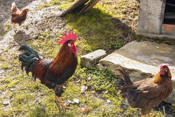 Tiro Alto Ângulo Galos Campo Fazenda Sob Luz Sol Campo — Fotografia de Stock