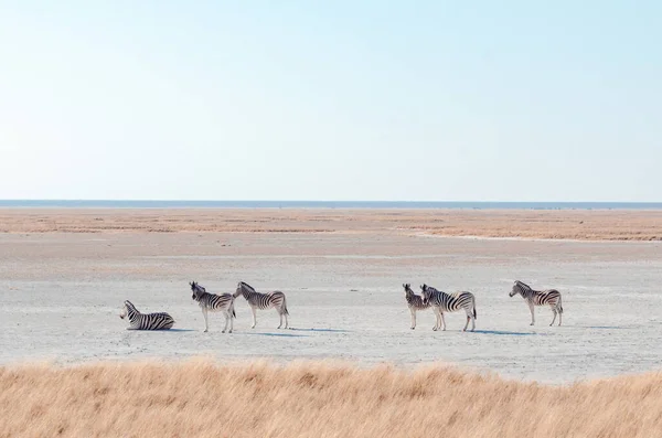 Etosha Namibia Apr 2021 Spotting Wildlife Etosha National Park — 스톡 사진