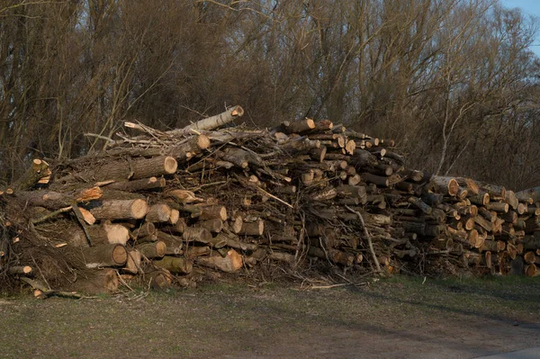 Ein Haufen Trockenes Brennholz Wald — Stockfoto