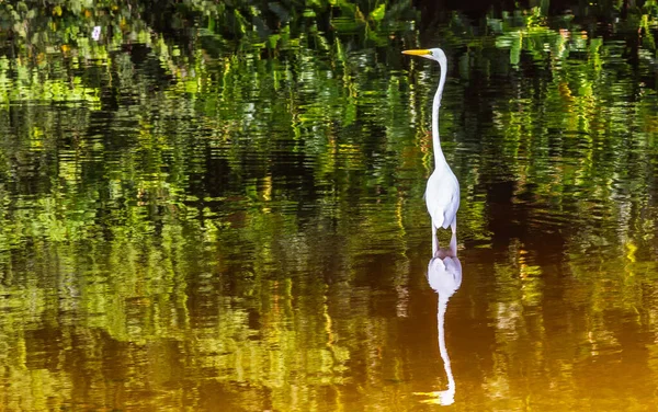 Héron Blanc Avec Son Reflet Dans Lac — Photo