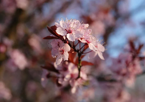 Gros Plan Fleurs Cerisier Sur Une Branche Arbre — Photo