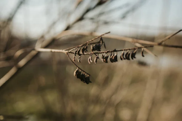 Вибірковий Знімок Фокуса Гілки Крихітного Дерева Плодами Ростуть Ньому Полі — стокове фото