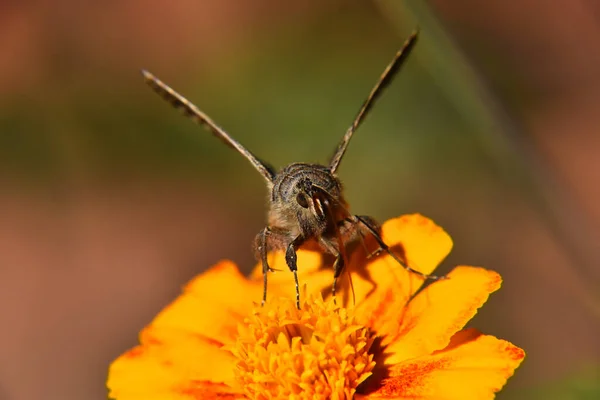 Bulanık Bir Arkaplanda Sarı Çiçeğin Üzerinde Kahverengi Beyaz Bir Kelebeğin — Stok fotoğraf