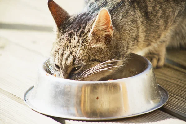 Hauskatze Frisst Aus Einer Schüssel — Stockfoto