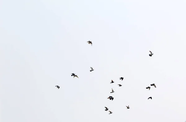 Ein Vogelschwarm Fliegt Nach Rechts Auf Grauem Himmel — Stockfoto