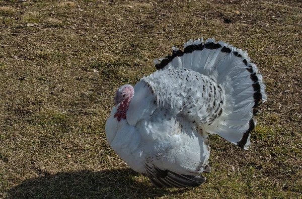 Tarlada Beyaz Bir Hindi — Stok fotoğraf