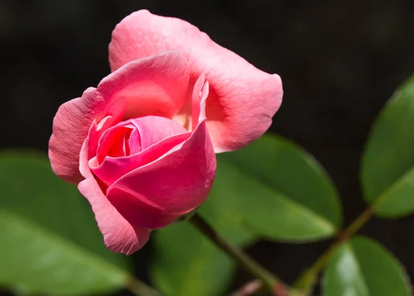 Detailní Záběr Otevřené Růžové Květiny Zahradě Růžovými Okvětními Lístky — Stock fotografie