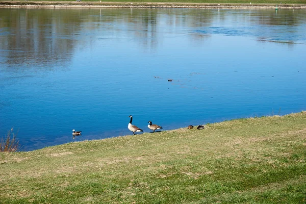 Eine Gruppe Niedlicher Enten Der Nähe Eines Sees Von Denen — Stockfoto