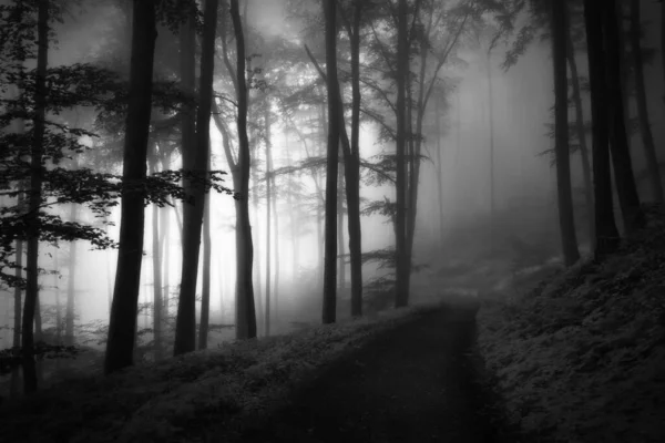 Eine Monochrome Aufnahme Eines Nebelverhangenen Gespenstischen Waldes Mit Sonnenlicht Das — Stockfoto