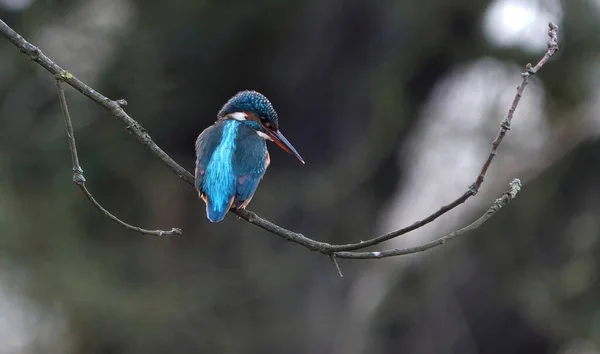Zbliżenie Ujęcia Pospolitego Ptaka Kingfisher Siedzącego Gałęzi — Zdjęcie stockowe