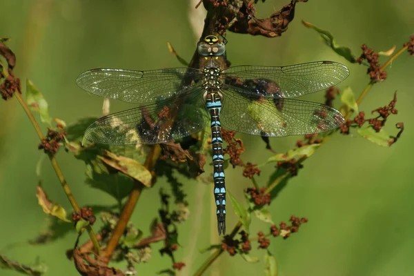 Eine Nahaufnahme Eines Blau Gefärbten Wanderfalken Der Auf Einem Ast — Stockfoto