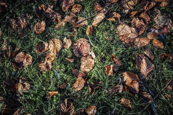 Top View Fallen Dry Leaves Ground — Stock Photo, Image