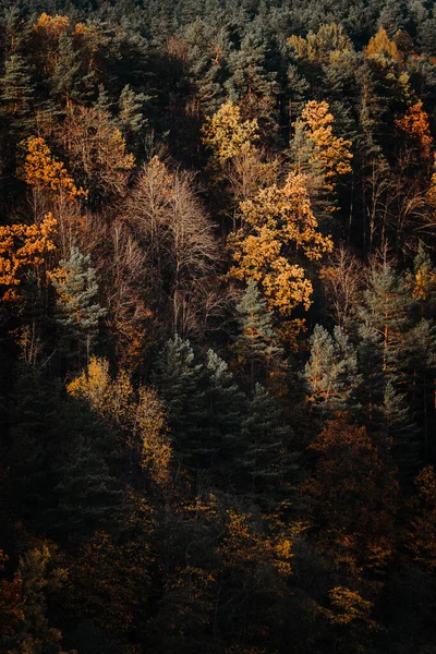 Vertikal Bild Tallar Skogen Hösten — Stockfoto