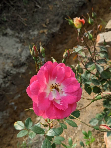 Eine Nahaufnahme Schöner Rosafarbener Rosenblüten Die Einem Garten Blühen — Stockfoto