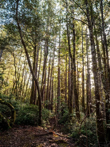Вертикальный Снимок Зеленого Леса Солнечный День — стоковое фото
