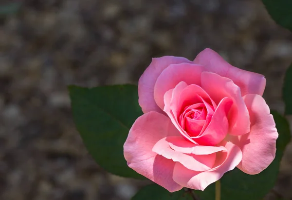 Detailní Záběr Růžové Krásné Růže Rozmazaným Pozadím — Stock fotografie