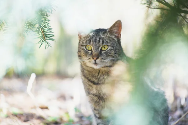 Bahçeyi Keşfeden Evcil Kedi — Stok fotoğraf