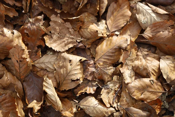 Een Bovenaanzicht Van Gedroogde Bladeren Grond Onder Het Zonlicht Herfst — Stockfoto